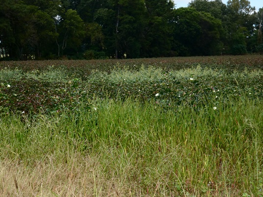{Gossypium hirsutum}